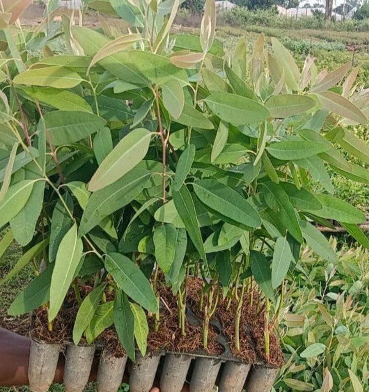 Eucalyptus Nilgiri Plants — Eucalyptus sapling available at Agro Nursery Garden
